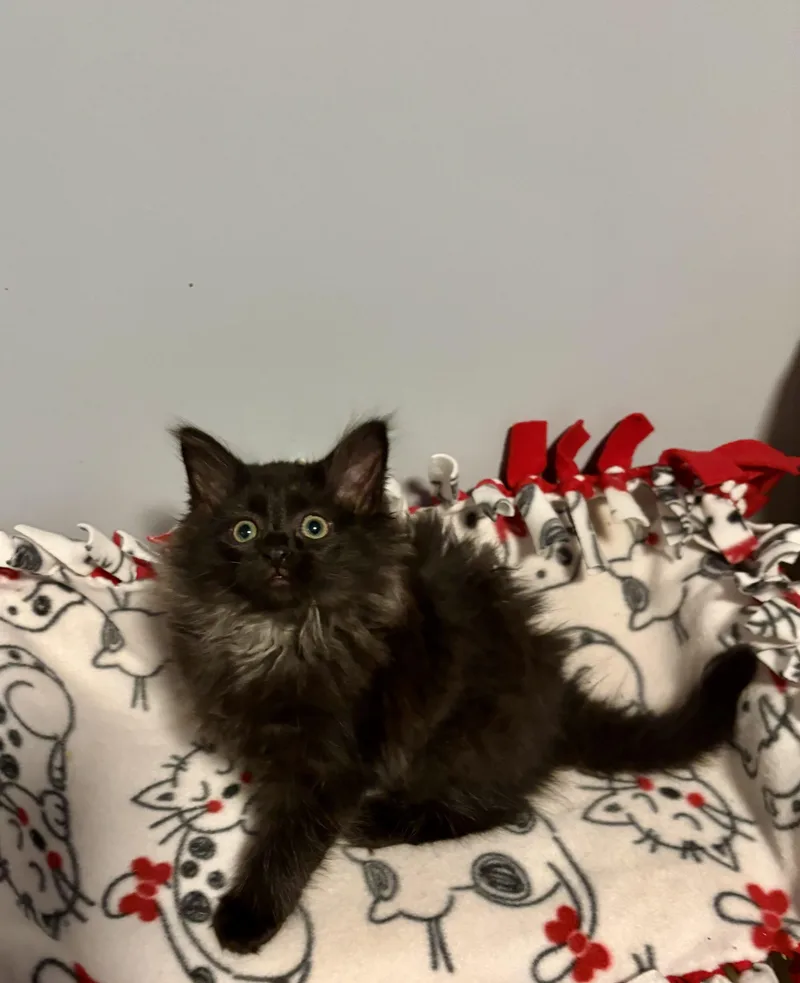 A baby medium-sized female Domestic Long Hair cat named Alysa Liu for adoption in Franklin, OH
