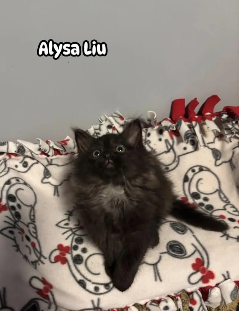 Alysa Liu thumbnail 3