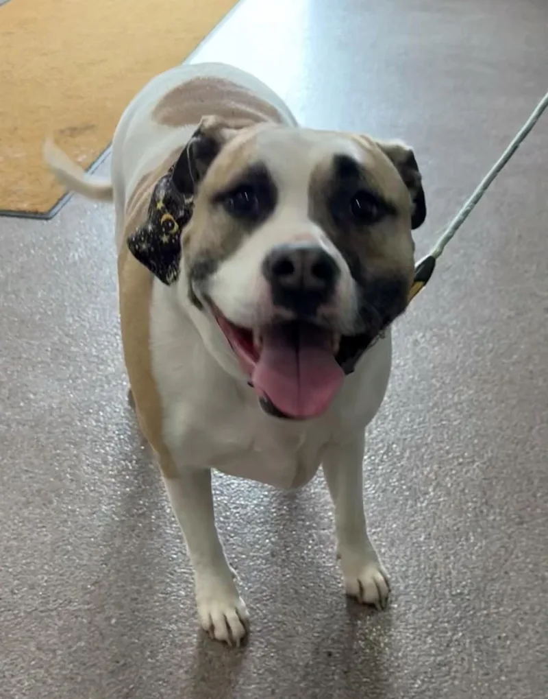 An adult large-sized female Pit Bull Terrier dog named Onyx for adoption in Sault Sainte Marie, MI