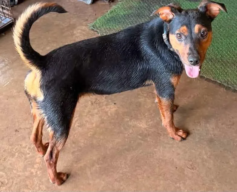 A young medium-sized female Tricolor (Brown, Black, & White) Terrier dog named Trina for adoption in Calera, AL