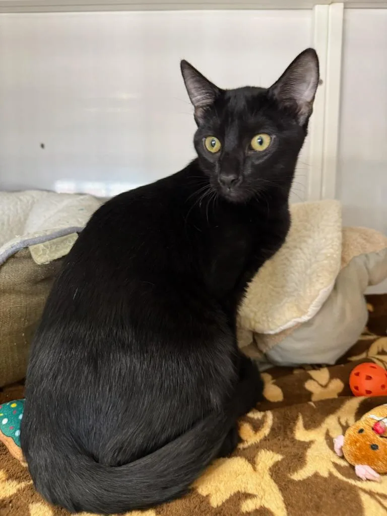 A baby medium-sized male Domestic Short Hair cat named Rocky for adoption in Peoria, AZ