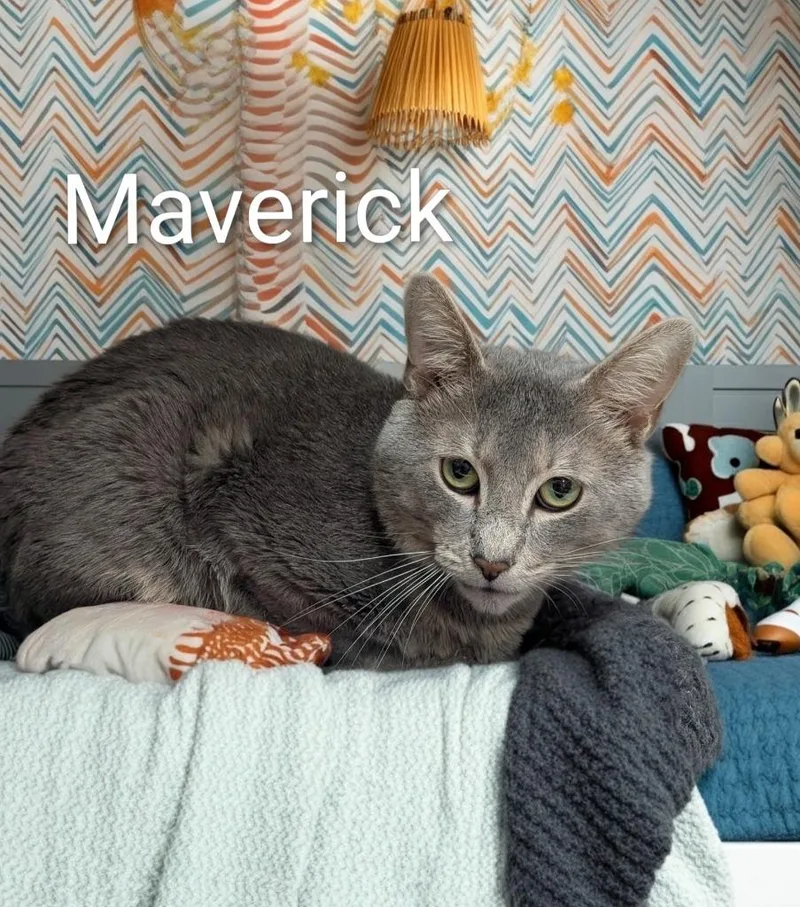 An adult medium-sized male Domestic Short Hair cat named Maverick for adoption in Jim Thorpe, PA
