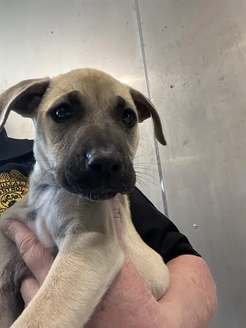 A baby small-sized male Mastiff dog named Manny for adoption in Brunswick, GA