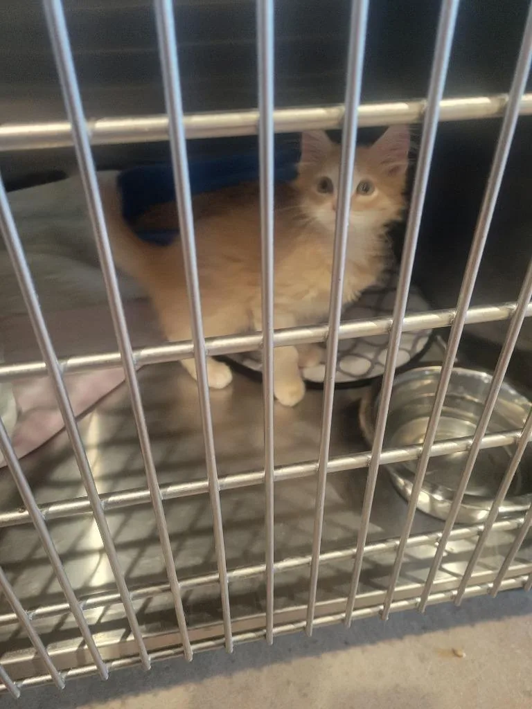A baby medium-sized male Domestic Long Hair cat named Rio for adoption in Ashland, WI