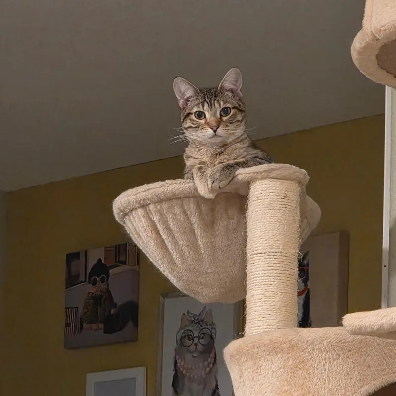 Ta' Ameya Cat thumbnail 2