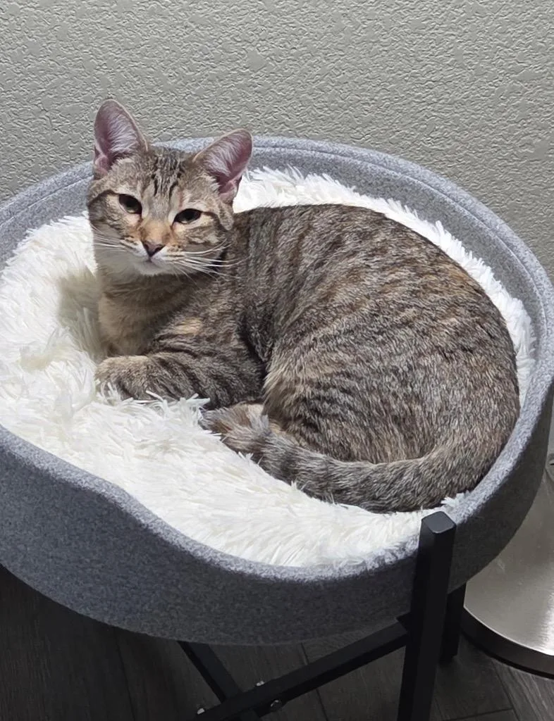 Ta' Ameya Cat thumbnail 3