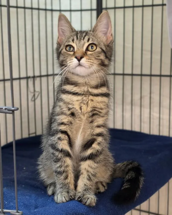 A baby small-sized male Domestic Short Hair cat named Zephyr for adoption in Novato, CA