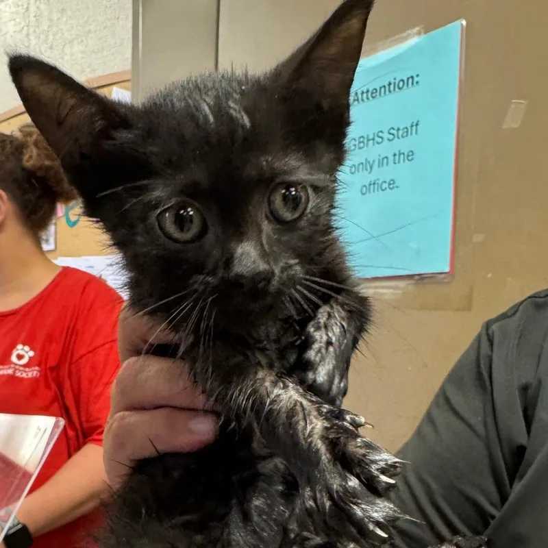 A baby small-sized female Black Domestic Short Hair cat named Flora for adoption in Birmingham, AL