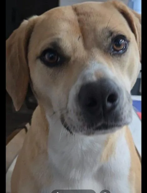 Brittany thumbnail 3