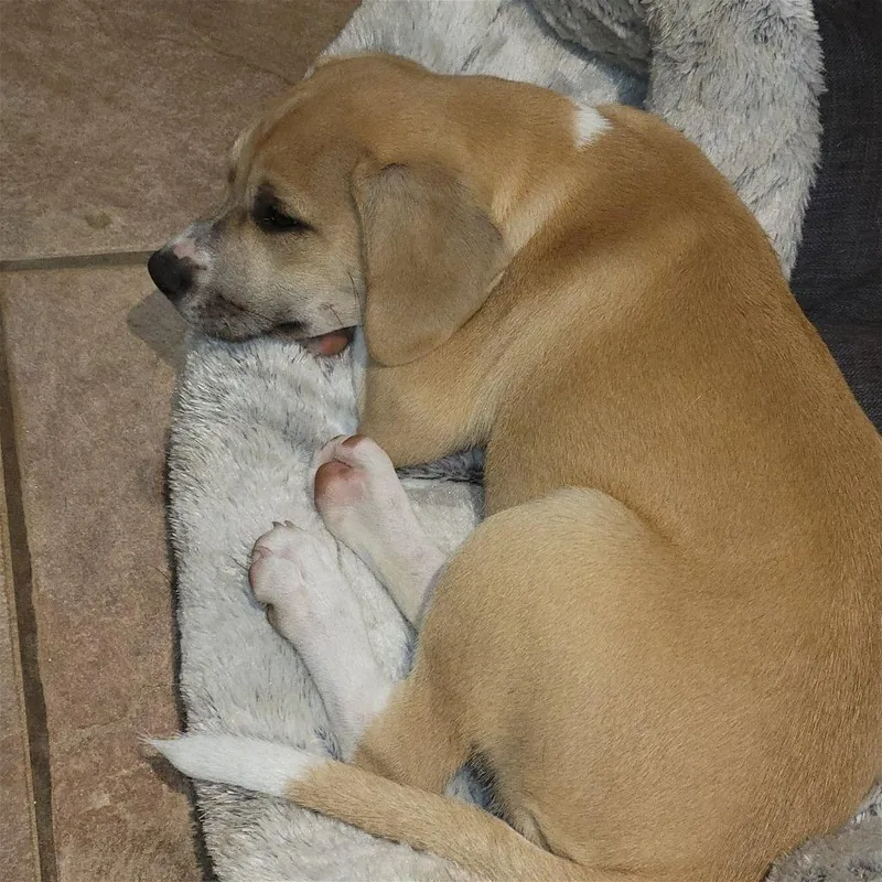 Brittany thumbnail 6