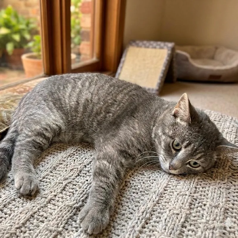 An adult medium-sized male Domestic Short Hair cat named Moses for adoption in Pittsfield, IL