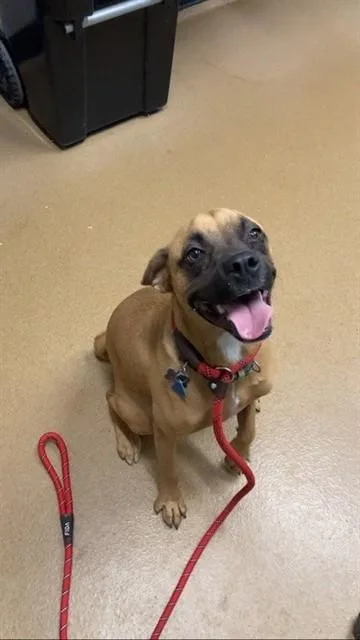 A young medium-sized female Boxer dog named Holley for adoption in Saint Peters, MO