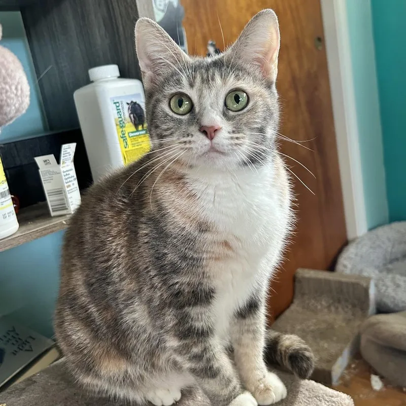 An adult small-sized female Gray / Blue / Silver Domestic Short Hair cat named Rowena for adoption in Irwin, PA