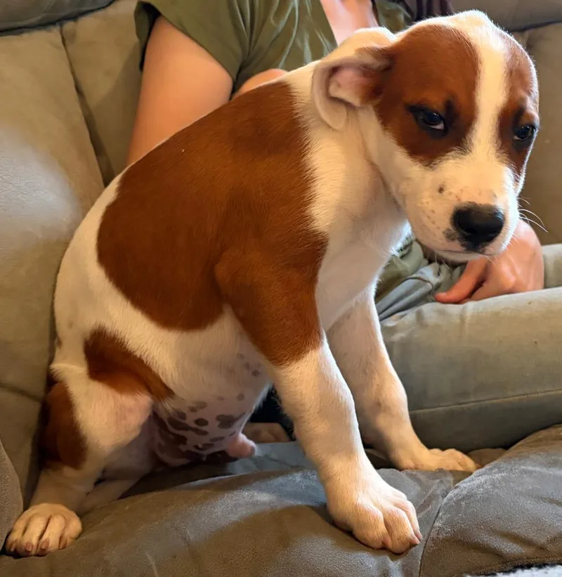 A baby small-sized male Mixed Breed dog named Sully Monster for adoption in St. Augustine, FL