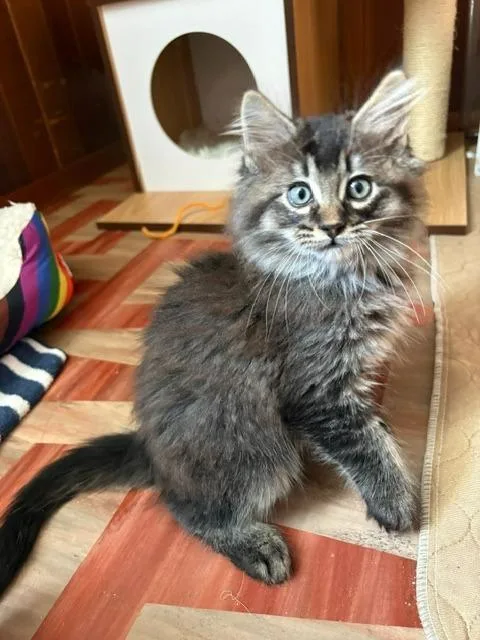 A baby medium-sized male Domestic Long Hair cat named Vasher for adoption in Shoreline, WA
