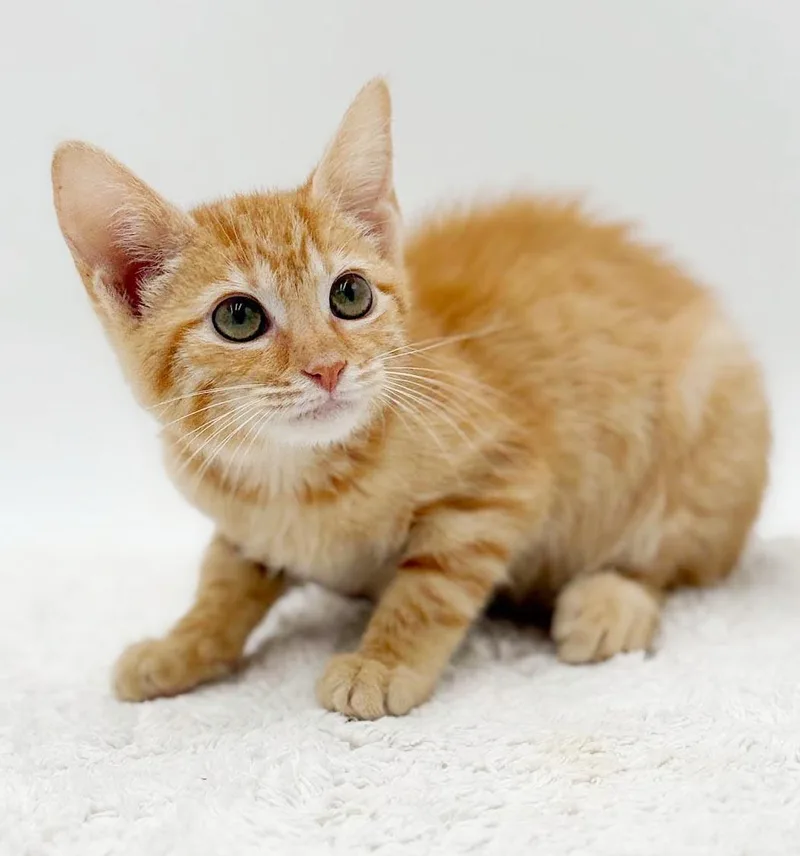 A baby small-sized female Orange / Red Tabby cat named Honey Pie is a for adoption in Bedford Hills, NY