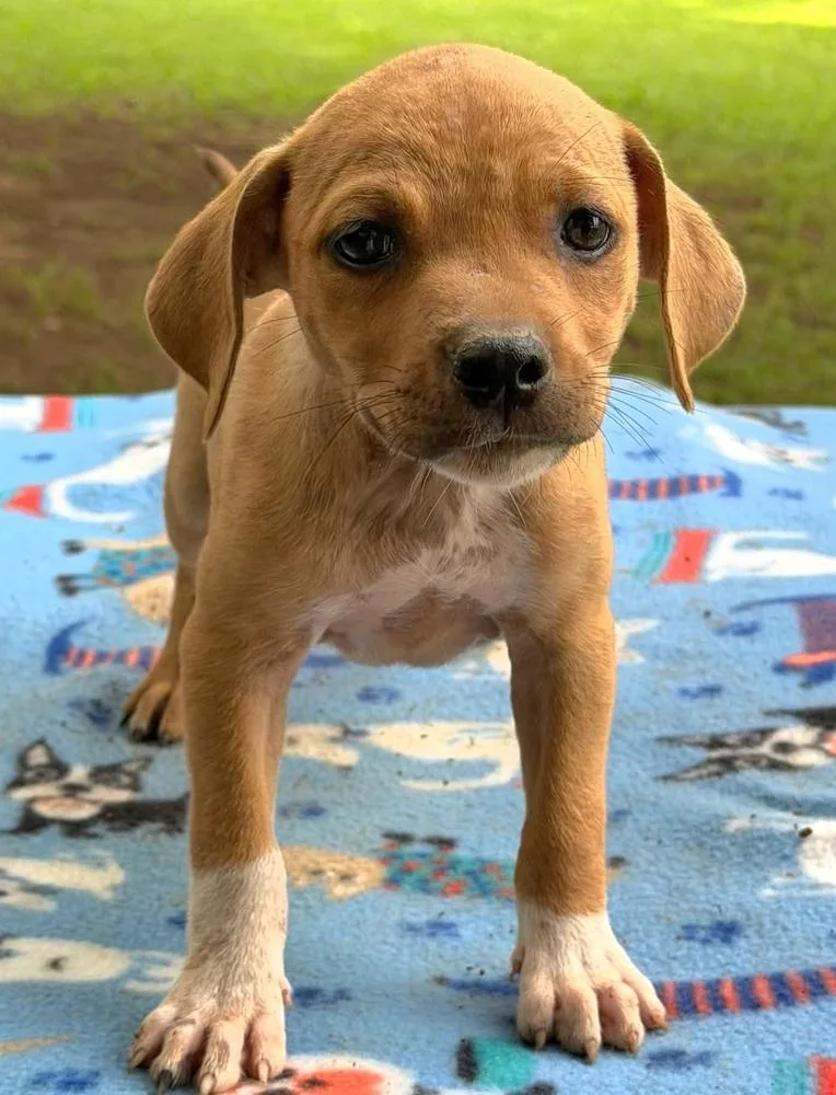 Rosie