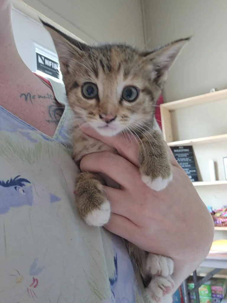 A baby small-sized female Domestic Short Hair cat named Nikki for adoption in Olney, IL