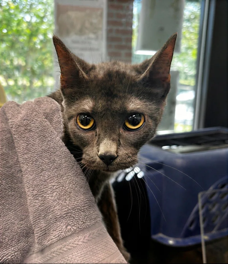An adult medium-sized male Gray / Blue / Silver Domestic Short Hair cat named Merrell for adoption in Nashville, TN