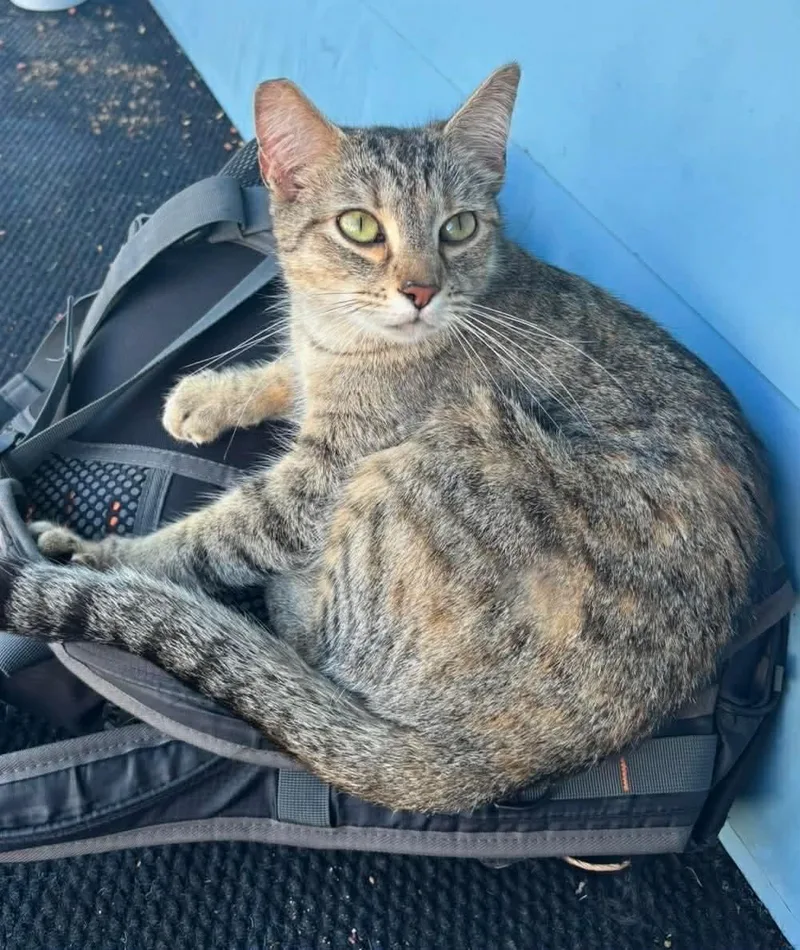 An adult medium-sized female Tabby (Brown / Chocolate) Tabby cat named Winnie for adoption in Gladstone, OR