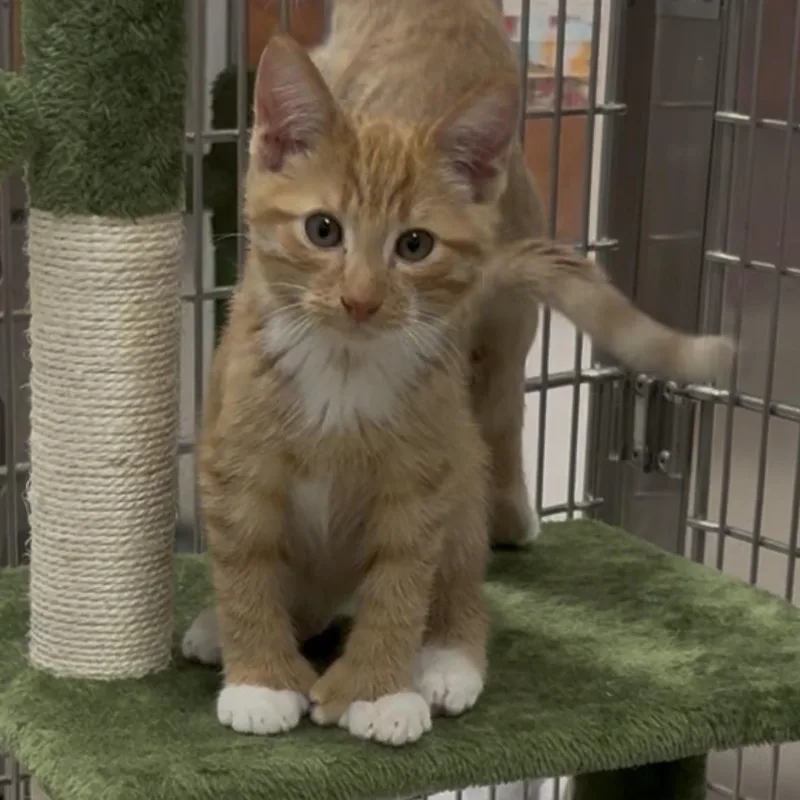 A baby small-sized female Extra-Toes Cat / Hemingway Polydactyl named Honey Bunny for adoption in North Arlington, NJ
