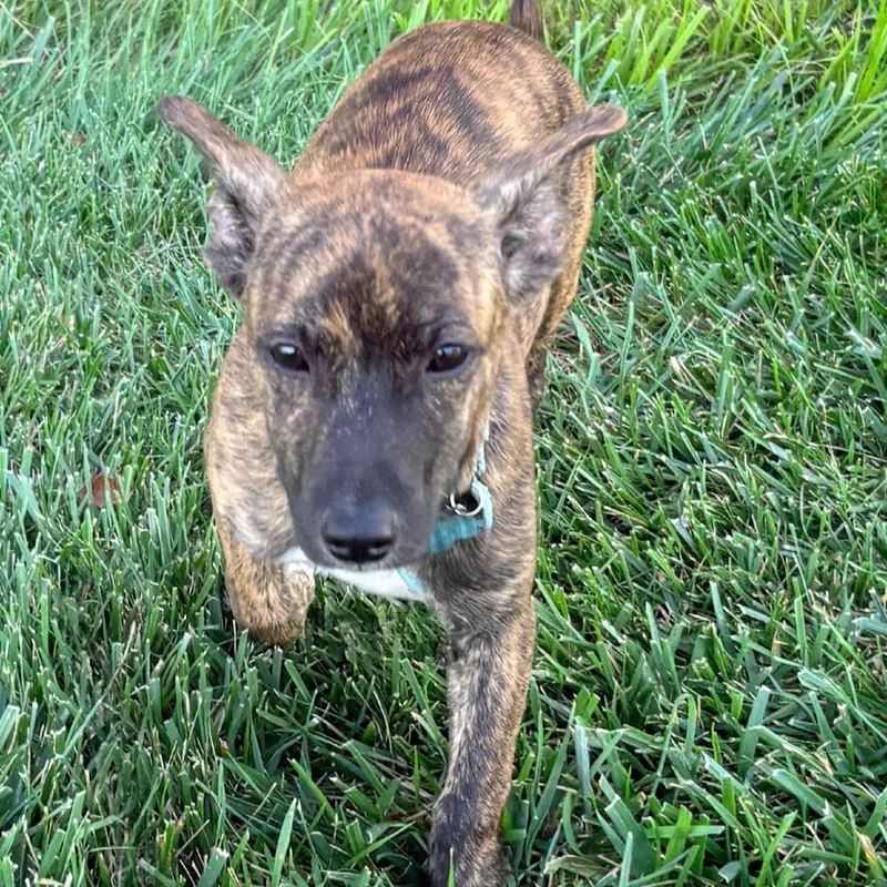 A baby medium-sized male Black Mouth Cur dog named Lucky for adoption in La Grange, KY