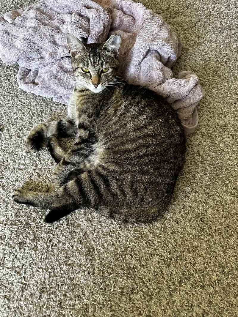 A young medium-sized female Tabby (Brown / Chocolate) Domestic Short Hair cat named Mindy for adoption in Nashville, TN