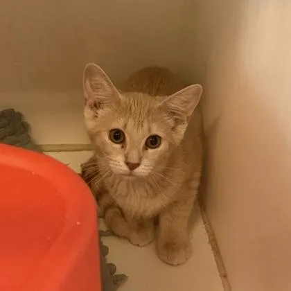A baby small-sized female Domestic Short Hair cat named Candice for adoption in Janesville, WI