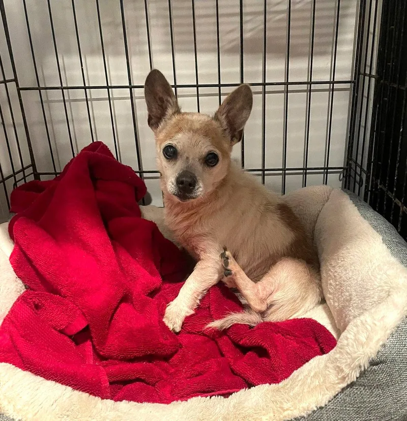 A young small-sized male Chihuahua dog named George for adoption in Coatesville, PA