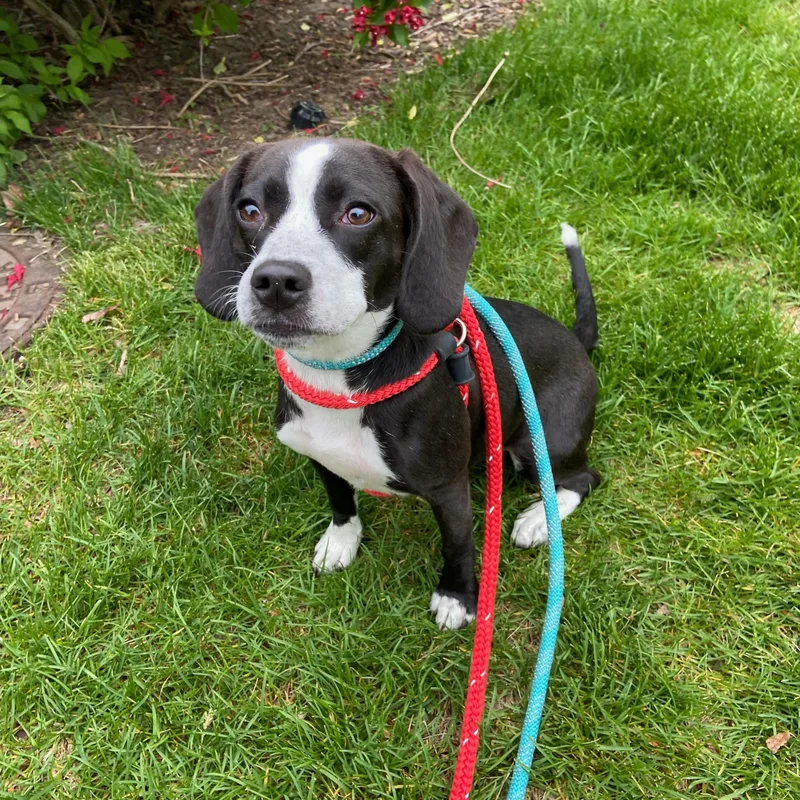 A young small-sized female Beagle dog named Scout for adoption in Mokena, IL