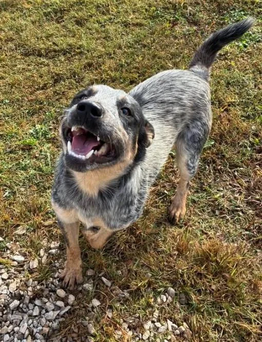An adult medium-sized male Gray / Blue / Silver Australian Cattle Dog / Blue Heeler named Cobweb for adoption in Munfordville, KY