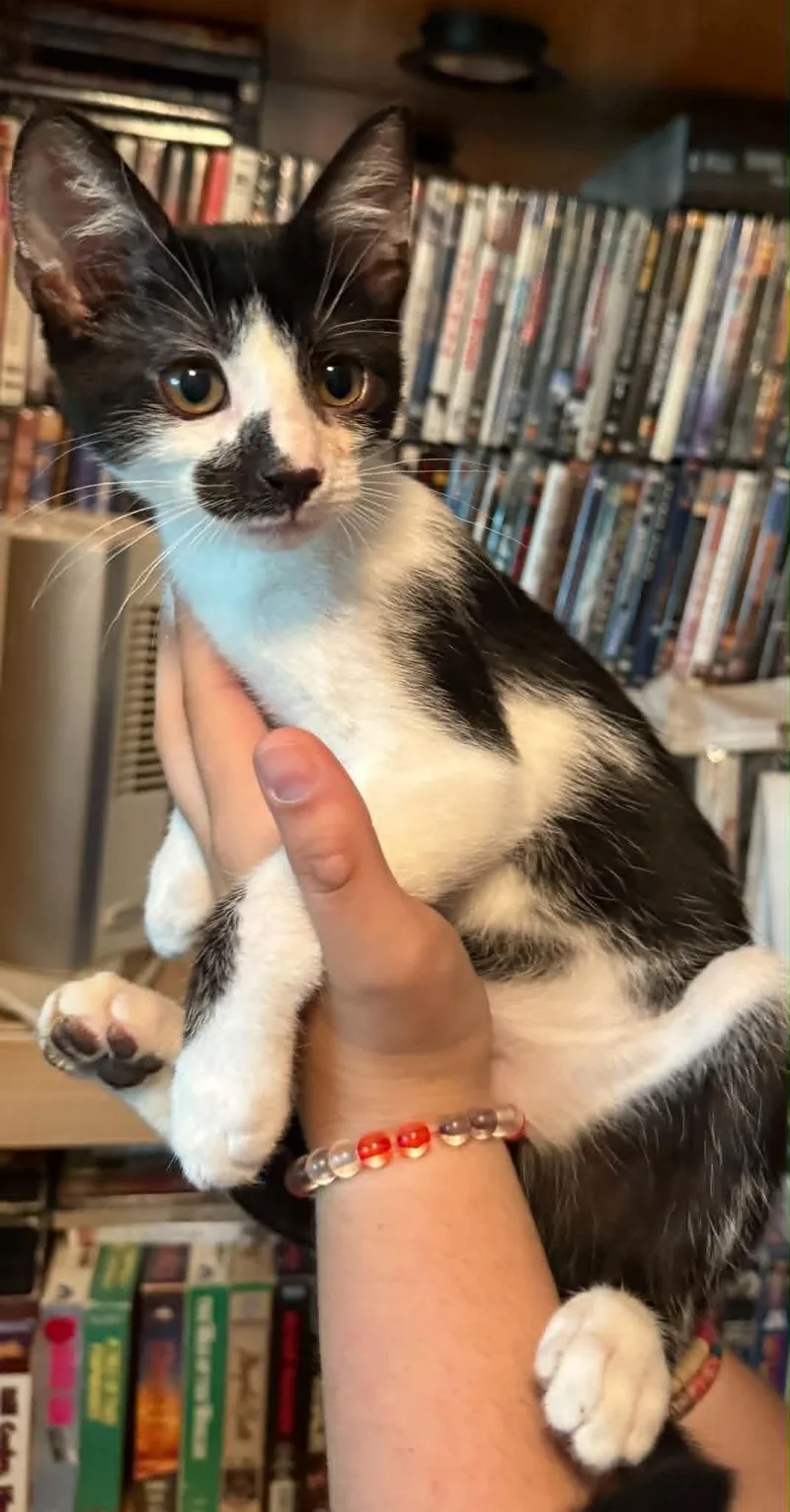 A baby medium-sized male Black & White / Tuxedo Domestic Short Hair cat named Felix for adoption in Tehachapi, CA