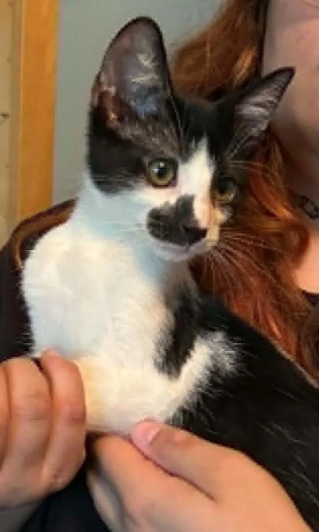 Felix thumbnail 3