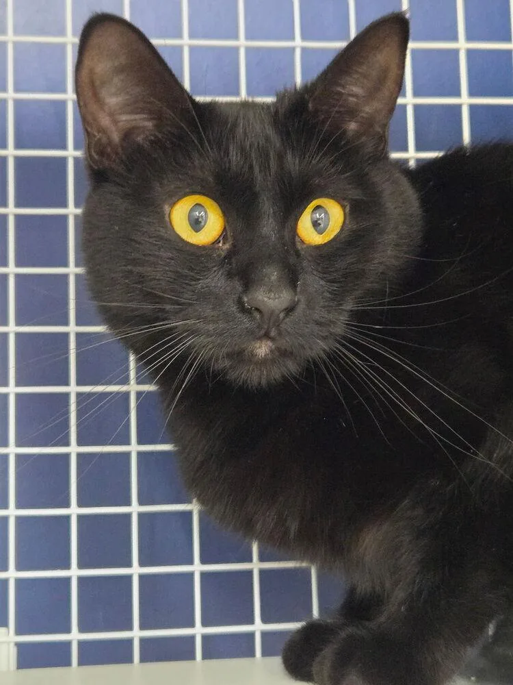 Black Pearl thumbnail 2