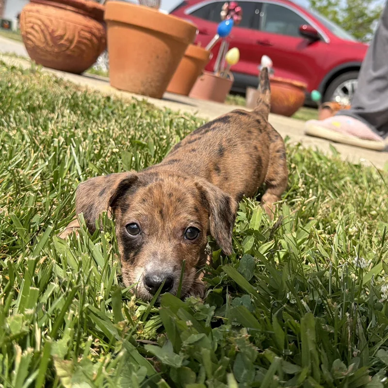 A baby small-sized female Merle (Blue) Miniature Dachshund dog named Gloria for adoption in Jeffersonville, IN