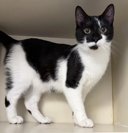 An adult large-sized male Domestic Short Hair cat named Yang for adoption in Fairfax, VA
