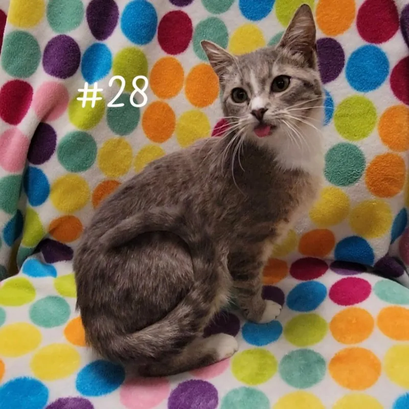 A young medium-sized male Gray / Blue / Silver Domestic Short Hair cat named Tabasco for adoption in Parkersburg, WV
