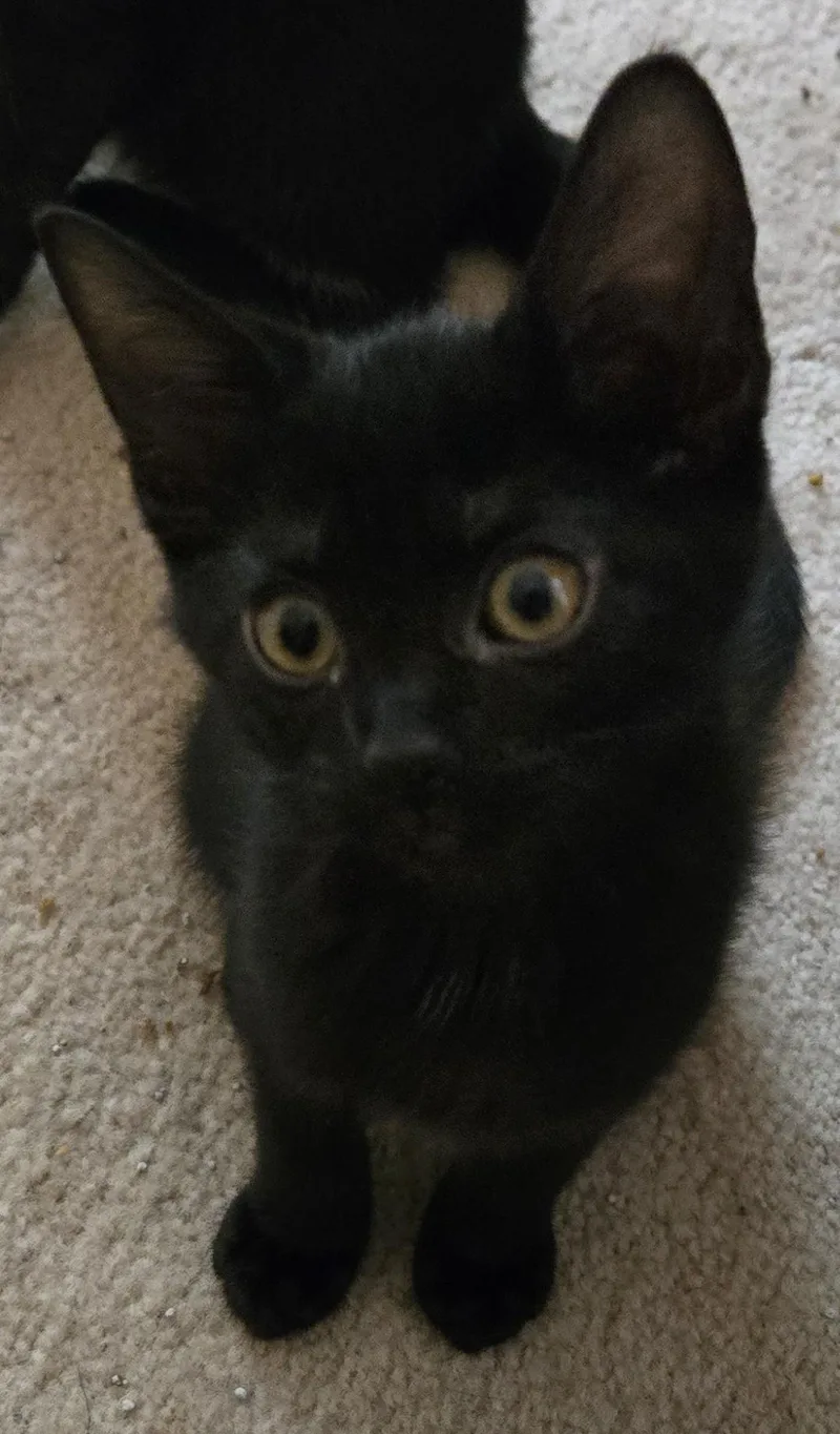 A baby medium-sized female Black Domestic Short Hair cat named Gemma for adoption in Grove City, OH