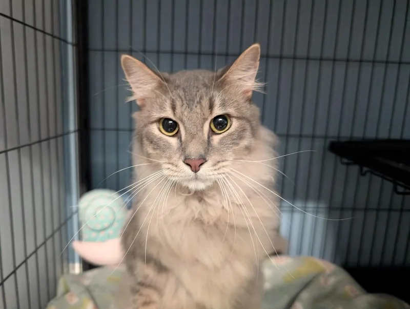 A young medium-sized male Domestic Medium Hair cat named Casper for adoption in Magnolia, TX