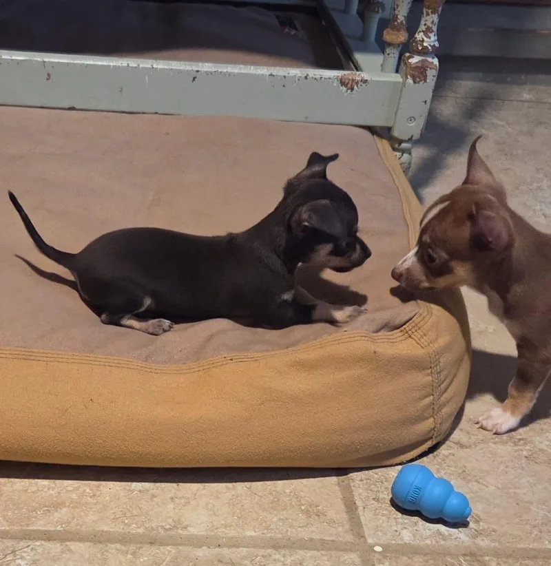 A baby small-sized male Yellow / Tan / Blond / Fawn Chihuahua dog named Butternut for adoption in Kannapolis, NC
