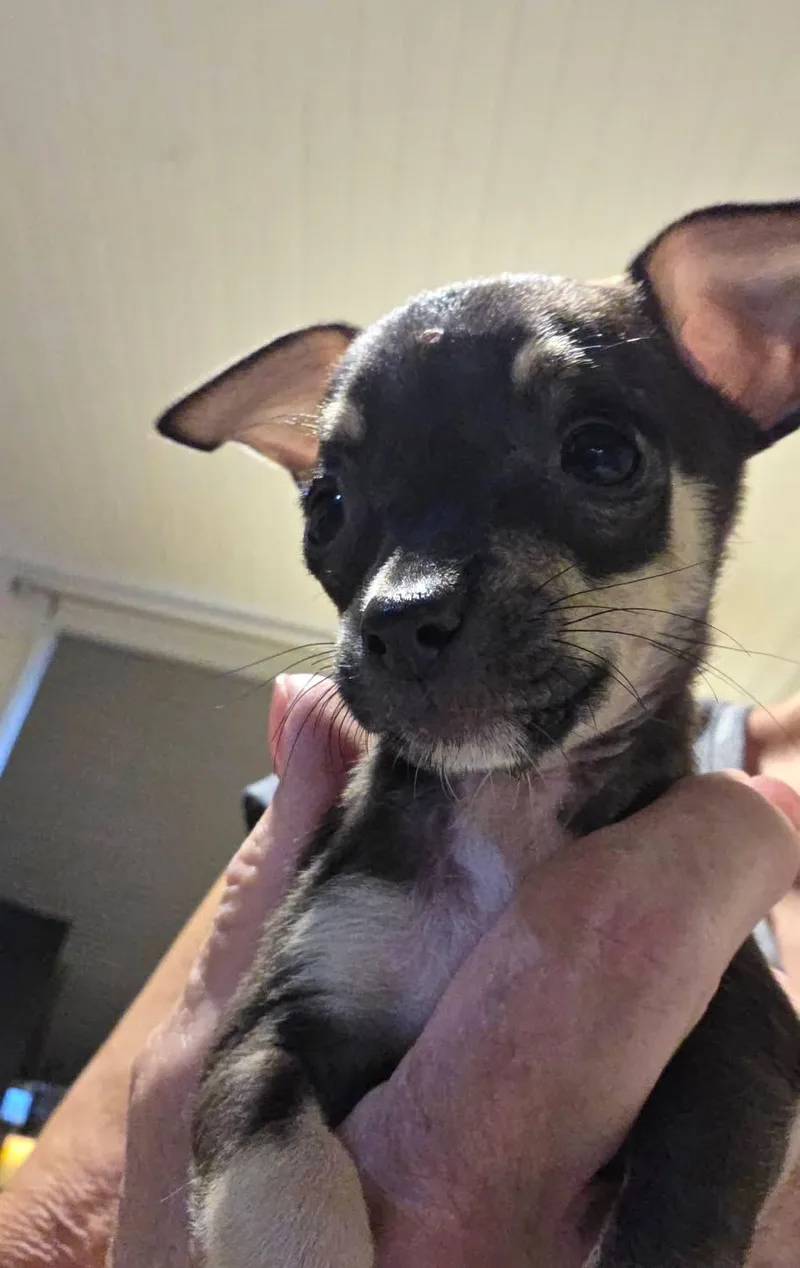 Butternut thumbnail 2