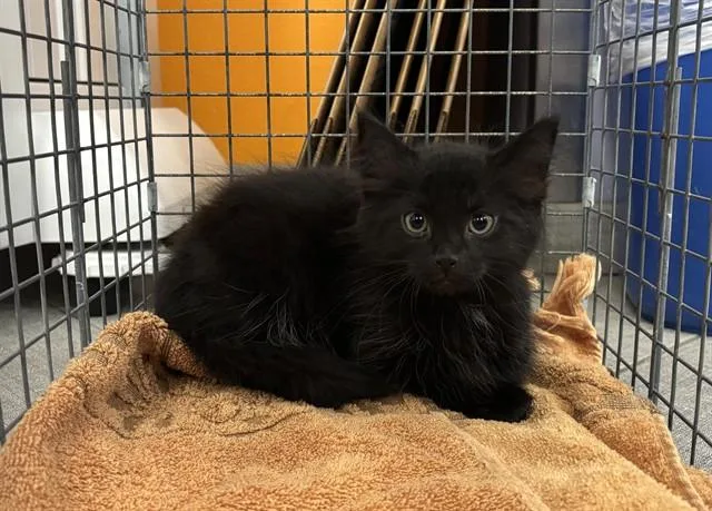 A baby small-sized male Domestic Long Hair cat named Unkn for adoption in Rancho Cucamonga, CA