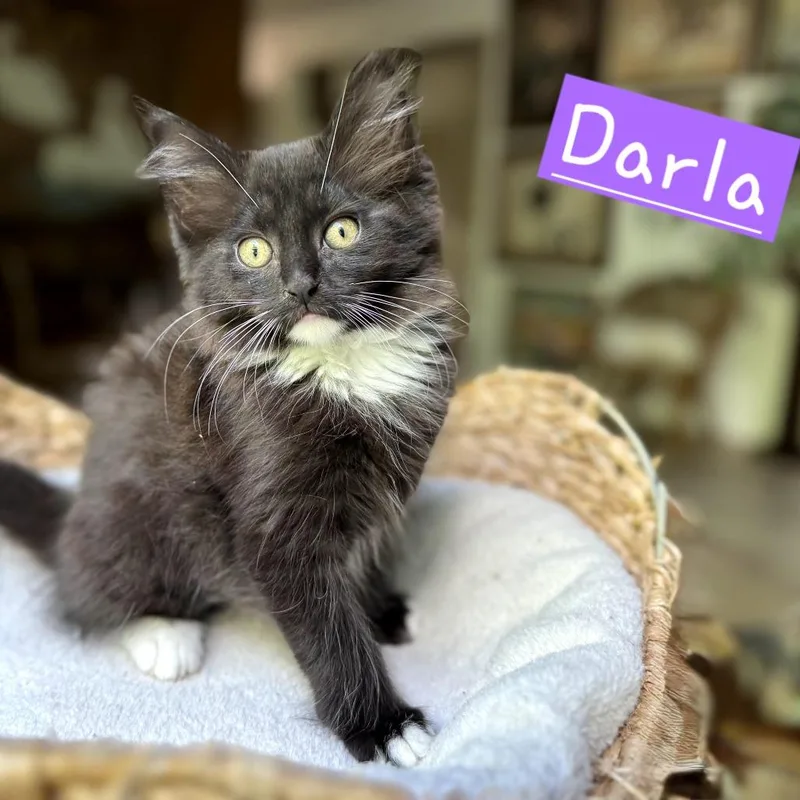A baby small-sized female Black Domestic Medium Hair cat named Darla for adoption in New Albany, OH