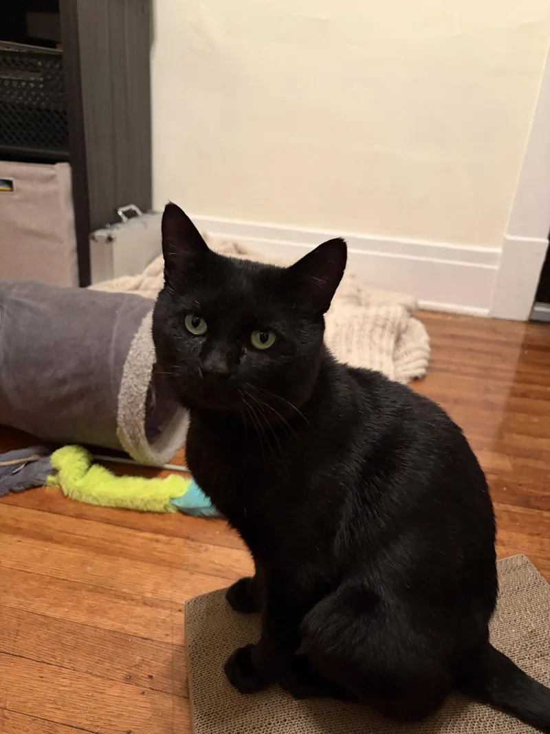 An adult medium-sized male Domestic Short Hair cat named Chad for adoption in Tonawanda, NY