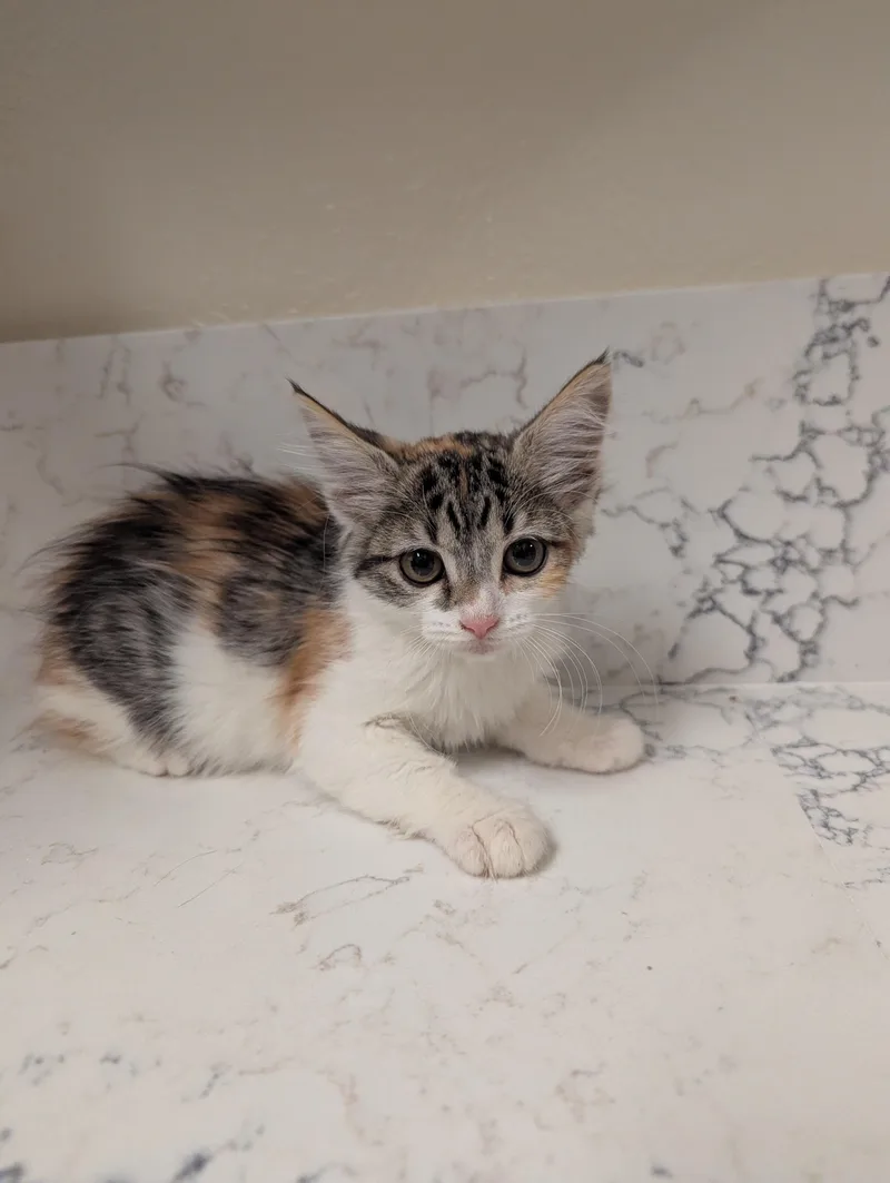 A baby medium-sized female Calico Domestic Medium Hair cat named Grand Haven for adoption in Davis, CA