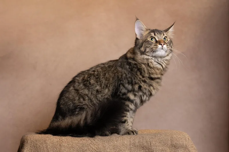A young medium-sized male Tabby (Brown / Chocolate) Oriental Tabby cat named Wally for adoption in Muncie, IN