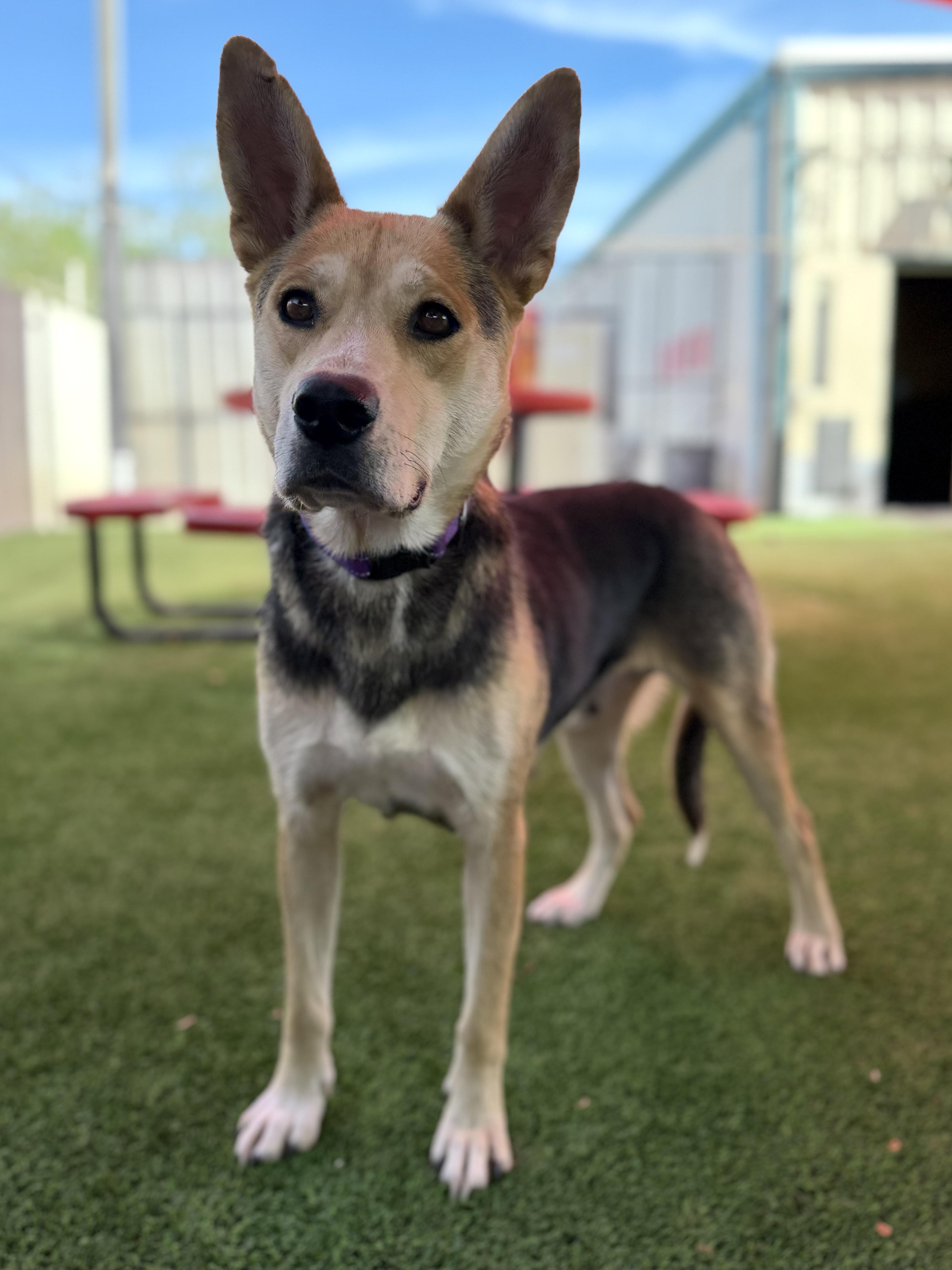 An adult medium-sized female Tricolor (Brown, Black, & White) German Shepherd Dog dog named Rose for adoption in Glendale, AZ