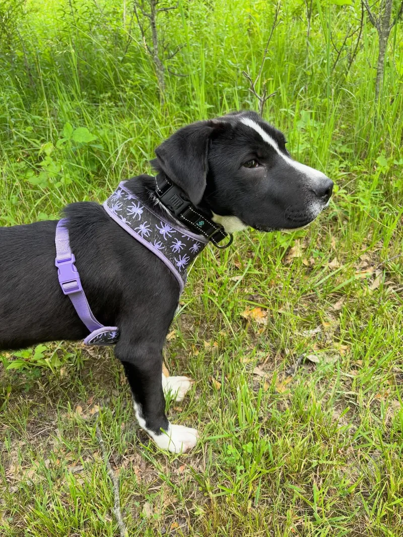 A young medium-sized male Labrador Retriever dog named Mars for adoption in Powell, OH