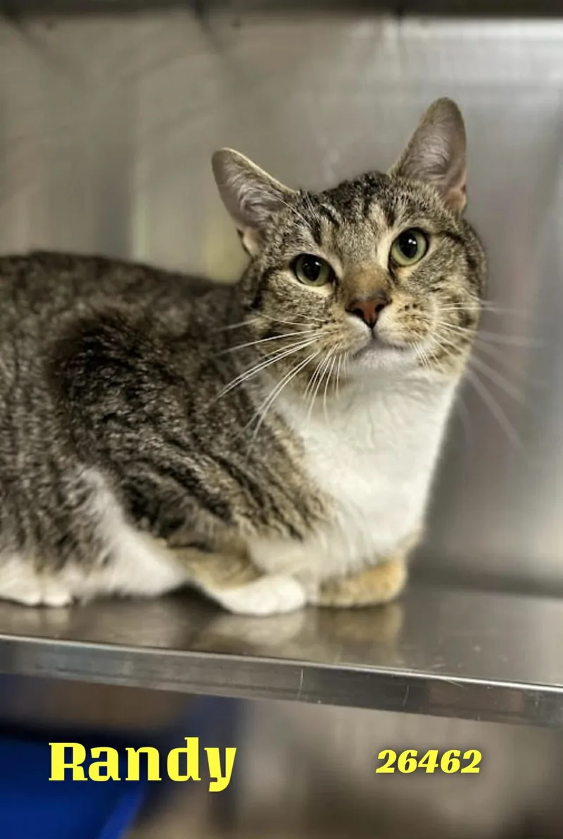 A young medium-sized male Tabby (Brown / Chocolate) Domestic Short Hair cat named Randy for adoption in Oak Ridge, TN