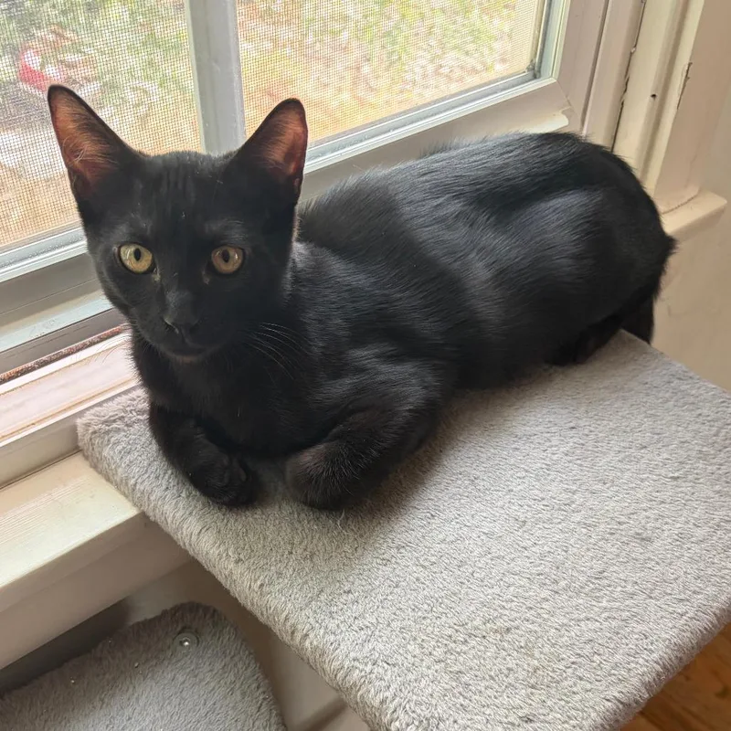 Mr. Biskits